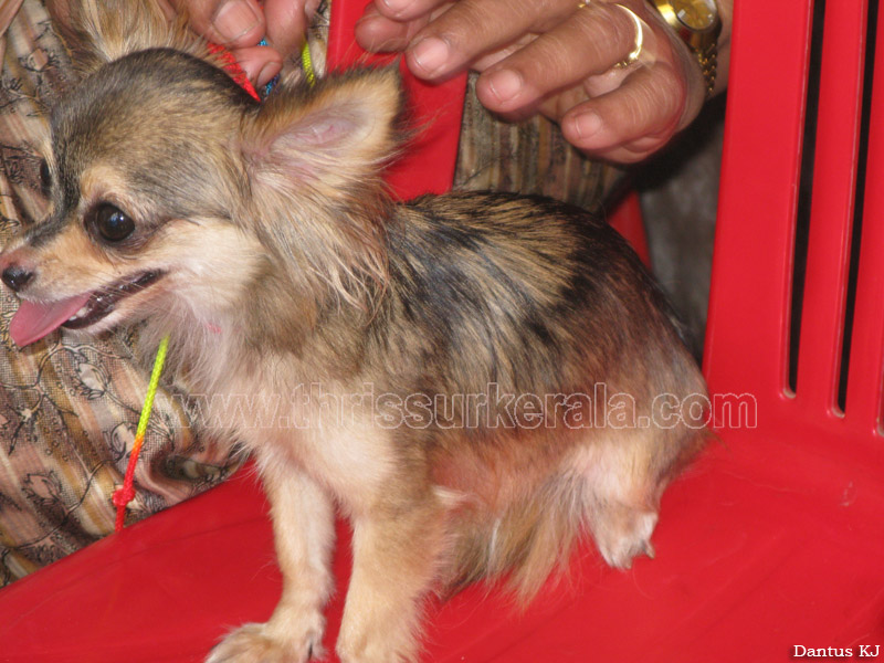 Mannuthy-Thrissur-Dog-Show-2011 (41)